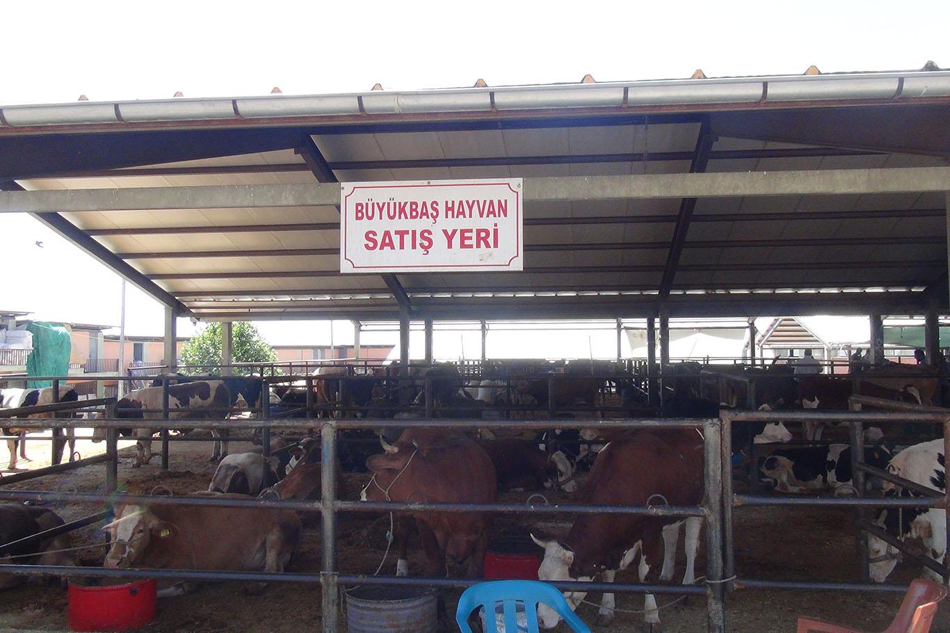 Adıyaman canlı hayvan pazarında sessizlik hâkim
